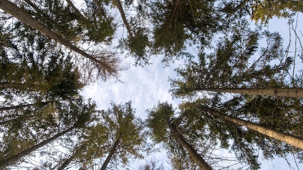 Arbres dans la forêt vue de dessous bouleau et peuplier avec des troncs minces et des cimes d'arbres à feuillage vert contre le ciel image de téléchargement de paysage forestier