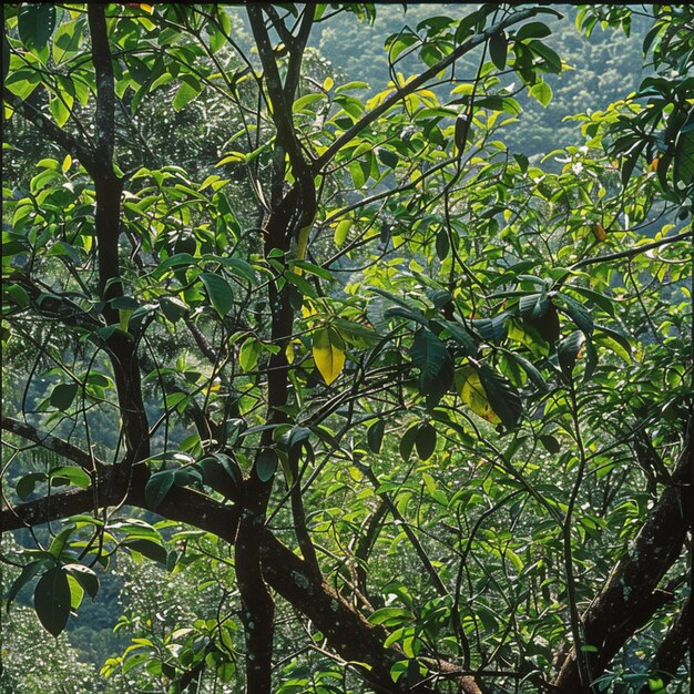 des arbres dans la forêt