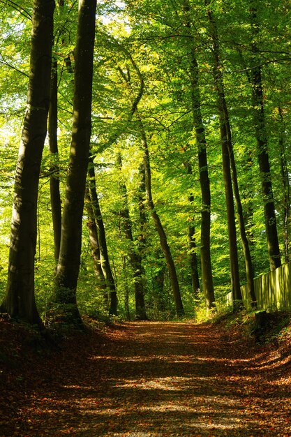 Photo des arbres dans la forêt