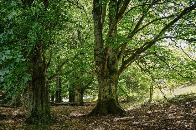 Photo des arbres dans la forêt