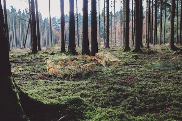 Des arbres dans la forêt
