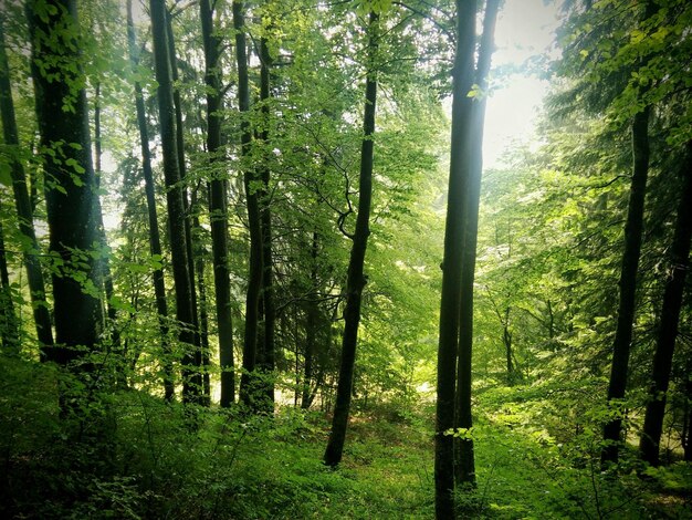 Des arbres dans la forêt