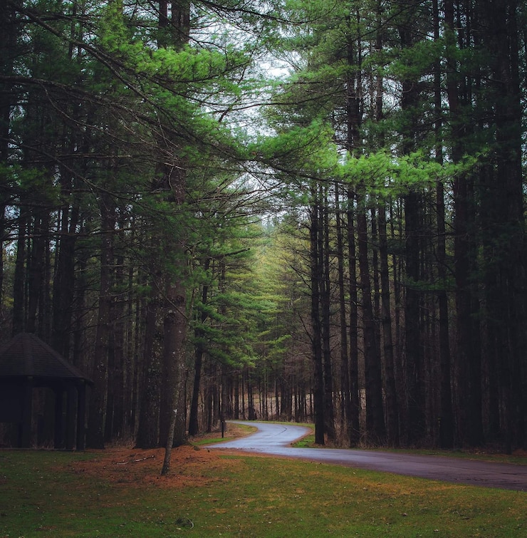 Photo des arbres dans la forêt