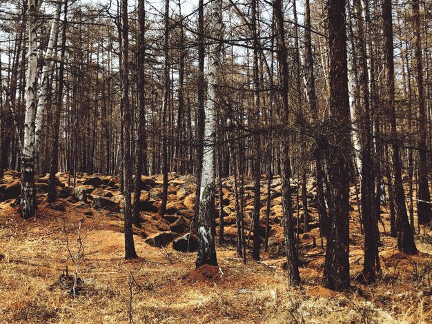 Photo des arbres dans la forêt