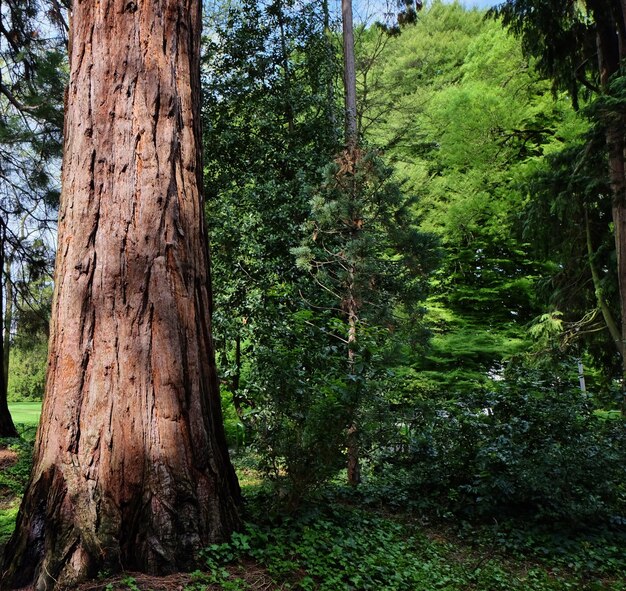 Photo des arbres dans la forêt