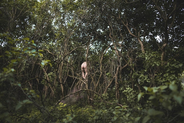 Des arbres dans la forêt