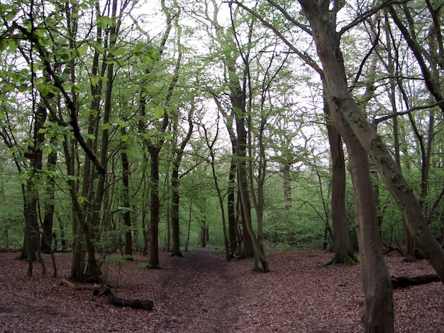 Photo des arbres dans la forêt