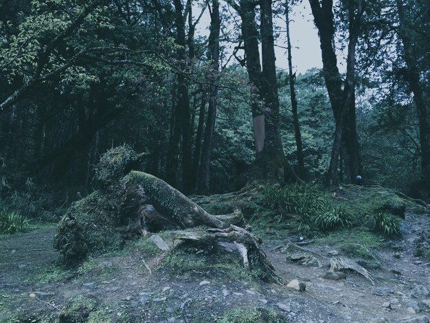 Photo les arbres dans la forêt