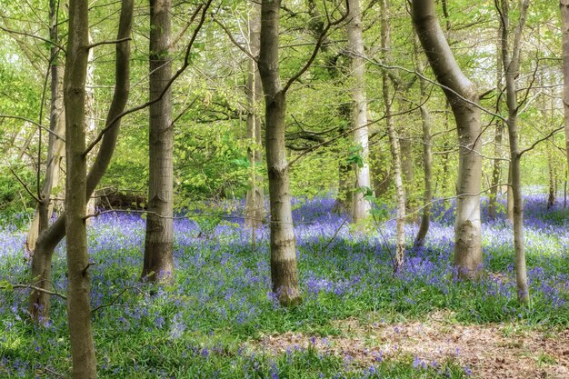 Photo des arbres dans la forêt