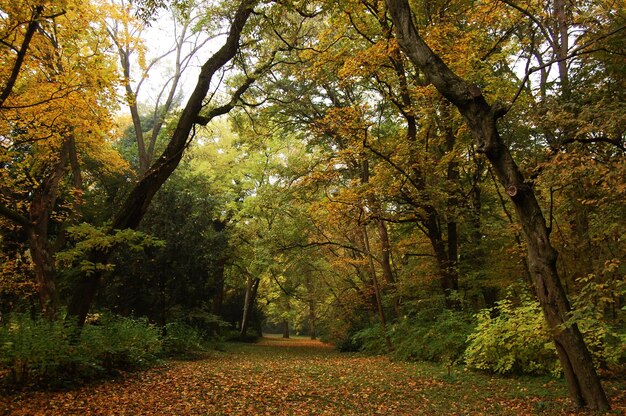 Photo les arbres dans la forêt