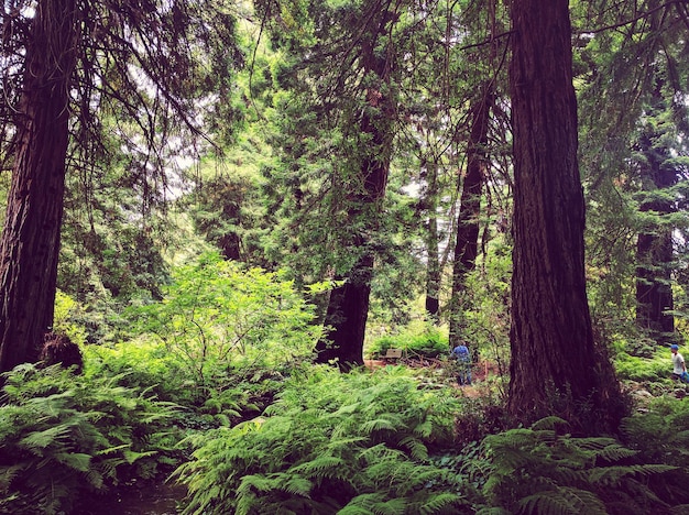 Photo des arbres dans la forêt