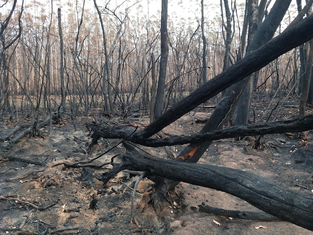 Les arbres dans la forêt