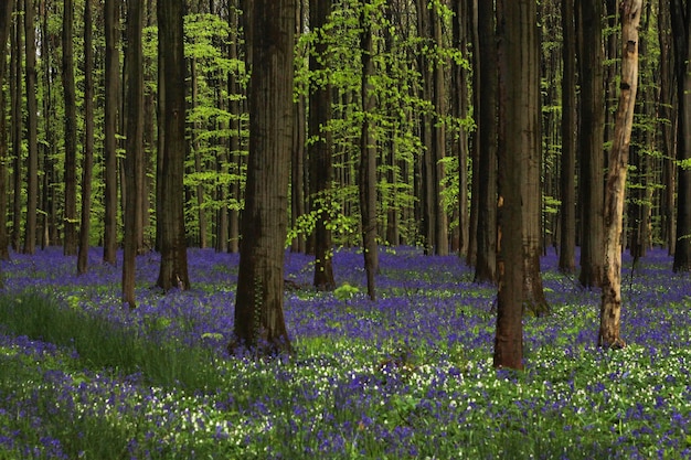 Des arbres dans la forêt