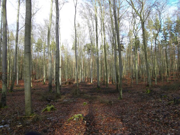 Photo des arbres dans la forêt