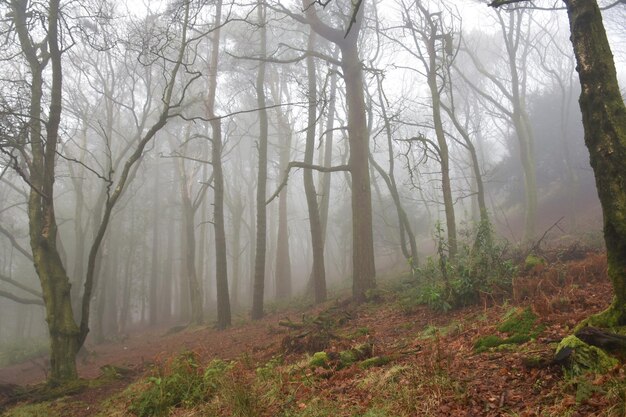 Photo des arbres dans la forêt