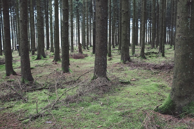 Des arbres dans la forêt