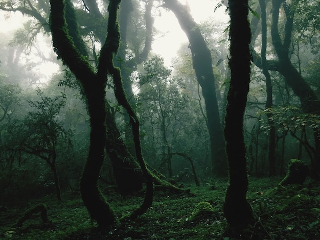 Photo des arbres dans la forêt