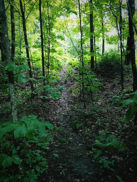 Des arbres dans la forêt