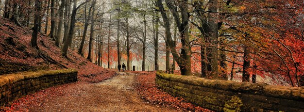 Des arbres dans la forêt