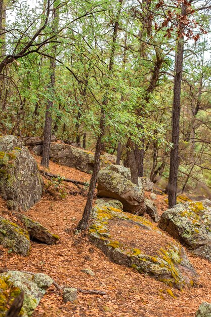 Photo des arbres dans la forêt