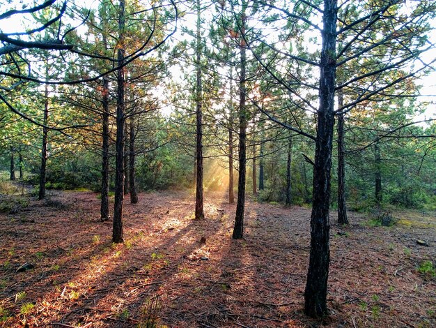 Photo les arbres dans la forêt