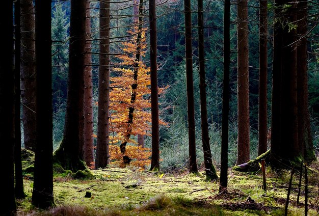 Des arbres dans la forêt