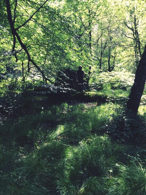 Photo des arbres dans la forêt