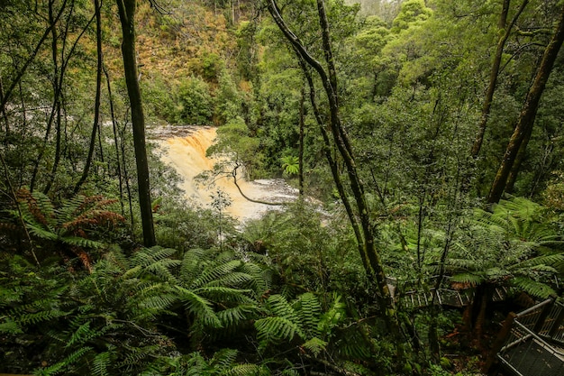 Photo des arbres dans la forêt