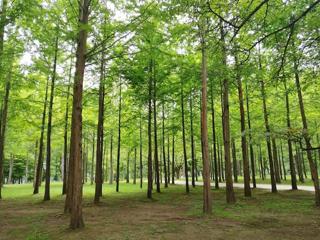 Des arbres dans la forêt