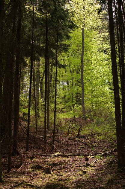 Des arbres dans la forêt