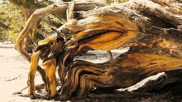 Photo les arbres dans la forêt