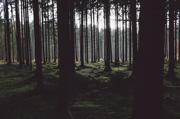 Des arbres dans la forêt