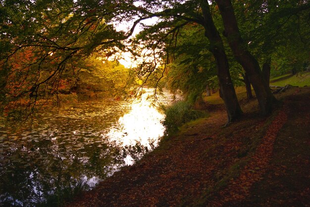 Photo des arbres dans la forêt