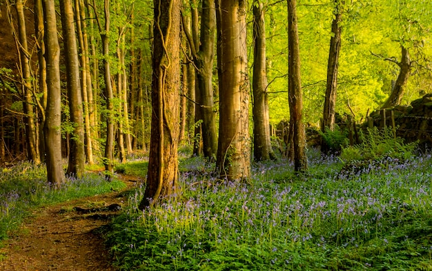 Des arbres dans la forêt