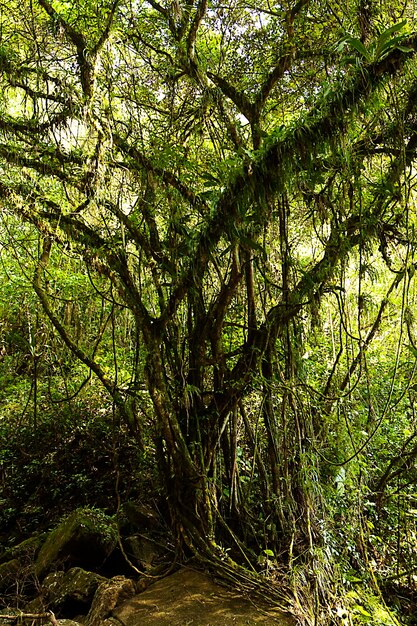 Photo des arbres dans la forêt