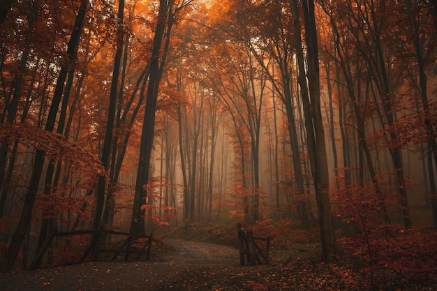 Des arbres dans la forêt