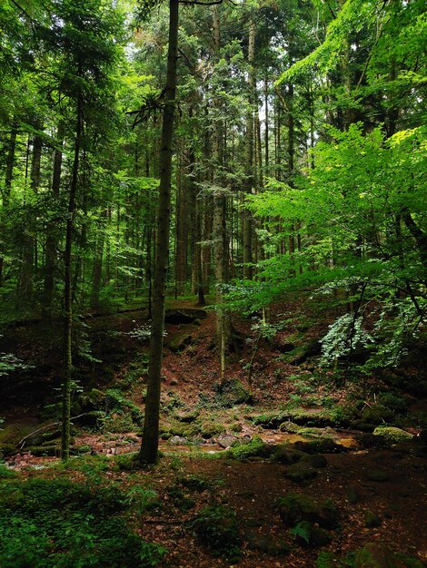 Des arbres dans la forêt