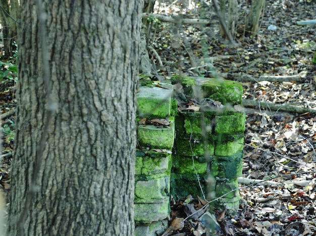 Photo des arbres dans la forêt