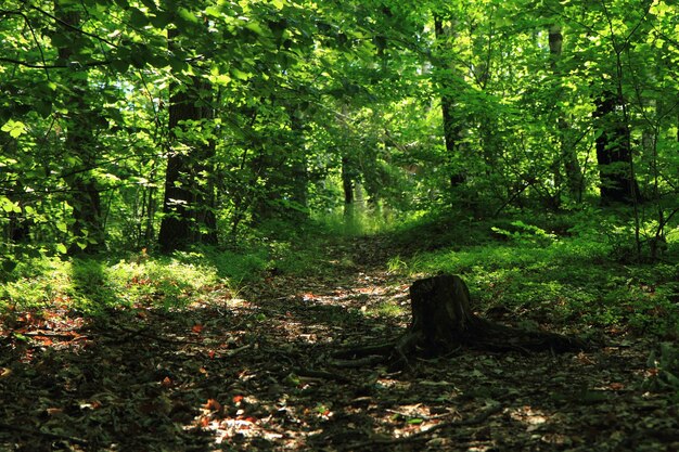 Photo des arbres dans la forêt