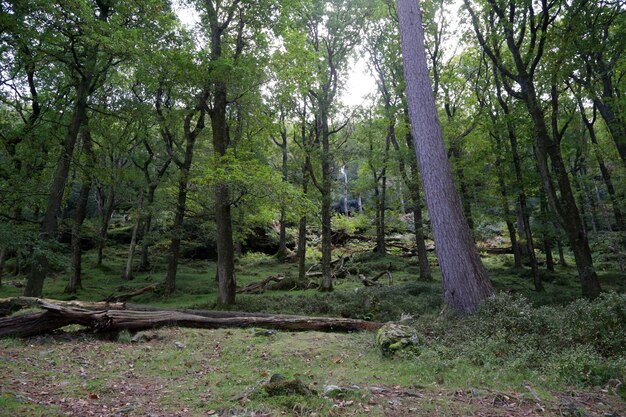 Photo des arbres dans la forêt