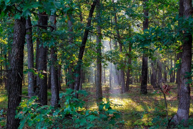 Photo des arbres dans la forêt