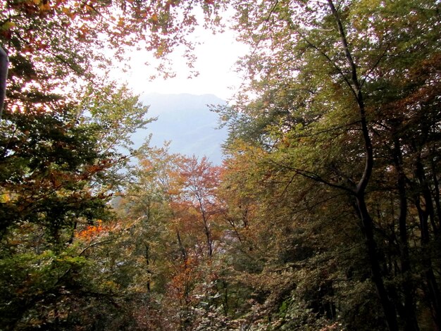 Photo des arbres dans la forêt