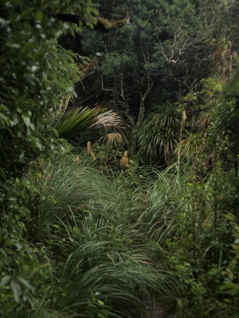 Photo des arbres dans la forêt