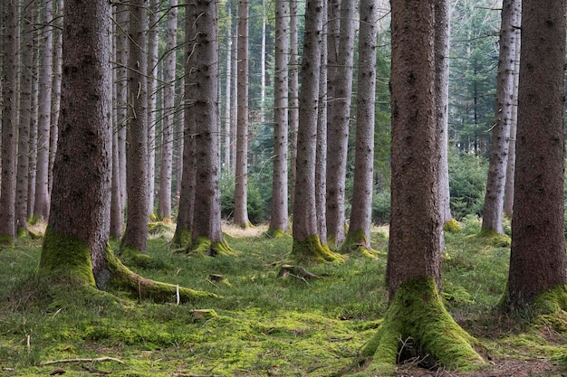 Des arbres dans la forêt