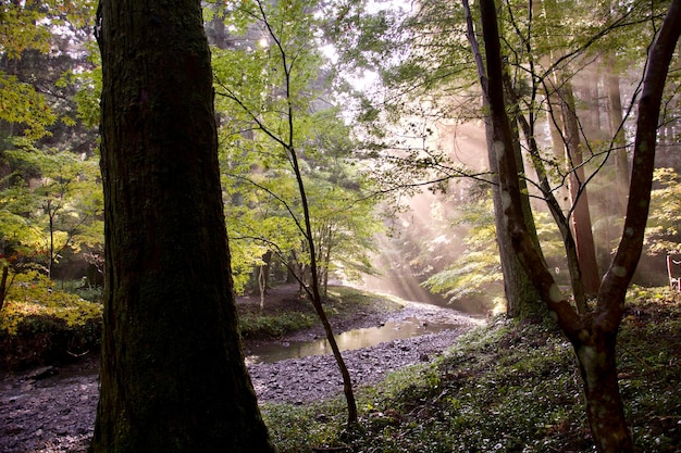 Photo des arbres dans la forêt