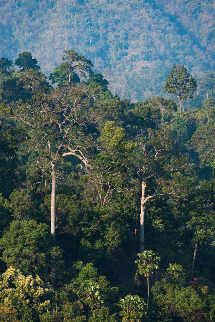 Photo des arbres dans la forêt