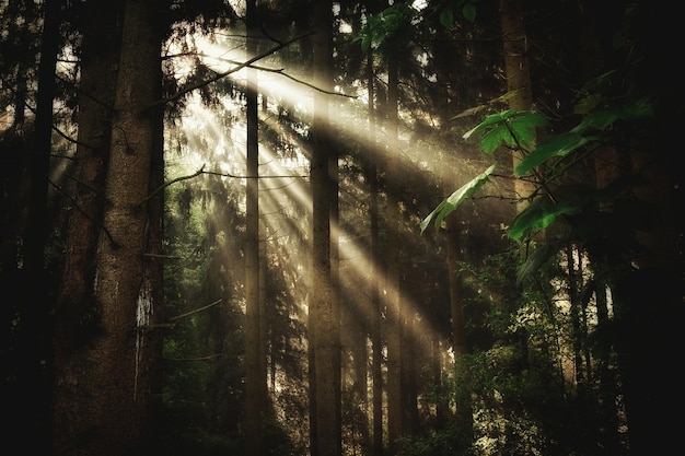 Photo des arbres dans la forêt