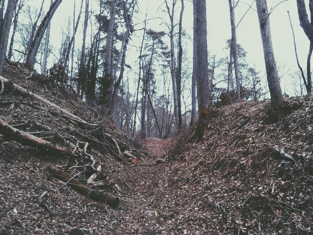 Photo des arbres dans la forêt