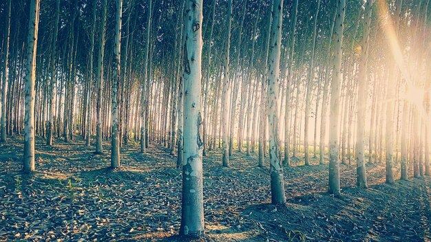 Des arbres dans la forêt