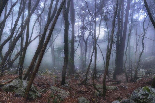 Photo des arbres dans la forêt